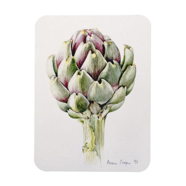 Studie Artichoke 1993 Magnet (Vertikal)