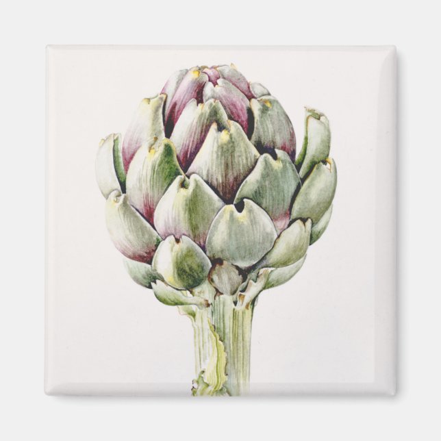 Studie Artichoke 1993 Magnet (Vorne)