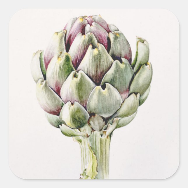 Studie Artichoke 1993 Quadratischer Aufkleber (Vorderseite)