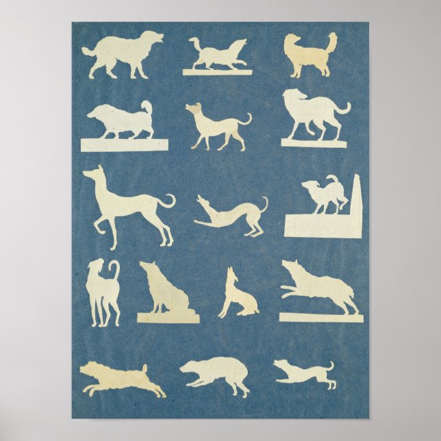 Studie bei Hunden Poster (Vorne)