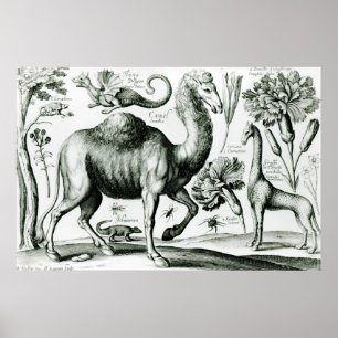 Studie der Tiere und der Blumen, graviert Poster