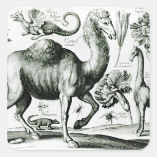 Studie der Tiere und der Blumen, graviert Quadratischer Aufkleber