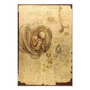 Studie des Babyfötus von Leonardo da Vinci Fotodruck