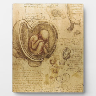 Studie des Babyfötus von Leonardo da Vinci Fotoplatte
