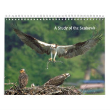 Studie des Seahawk