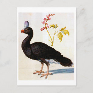 Studie einer Helmeted Curassow, Arcimboldo Postkarte