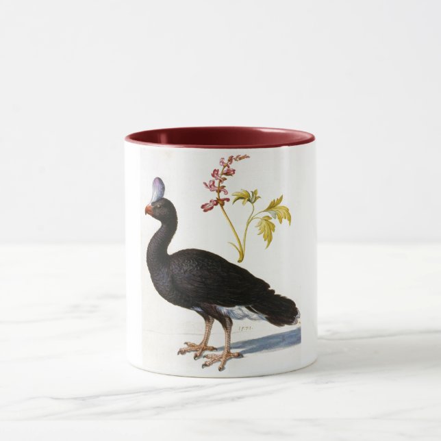 Studie einer Helmeted Curassow, Arcimboldo Tasse (Zentrum)