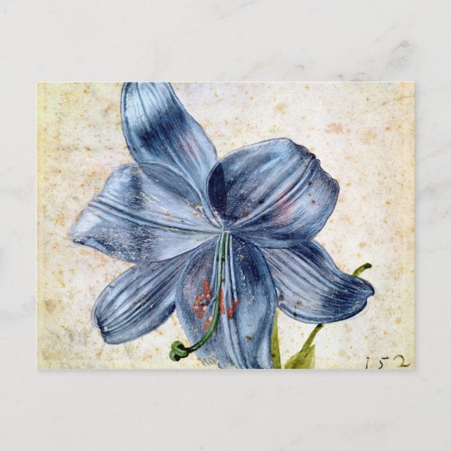 Studie einer Lilie, 1526 Postkarte (Vorderseite)