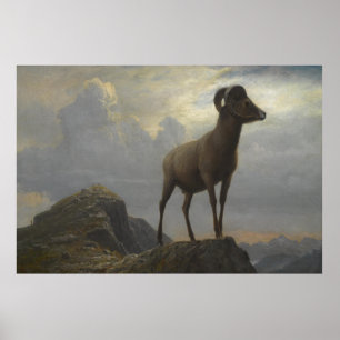 Studie eines Bighorn Ram von Albert Bierstadt Poster