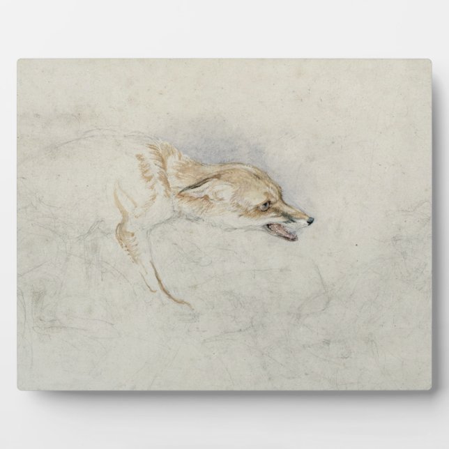 Studie eines Crouching Fox, nach rechts gerichtet  Fotoplatte (Vorderseite)