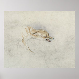 Studie eines Crouching Fox, nach rechts gerichtet  Poster