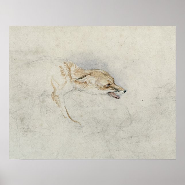 Studie eines Crouching Fox, nach rechts gerichtet  Poster (Vorne)