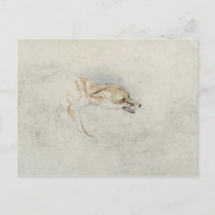 Studie eines Crouching Fox, nach rechts gerichtet  Postkarte