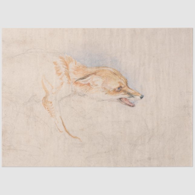 Studie eines Crouching Fox (von John Frederick Lew Seidenpapier (Vorderseite)
