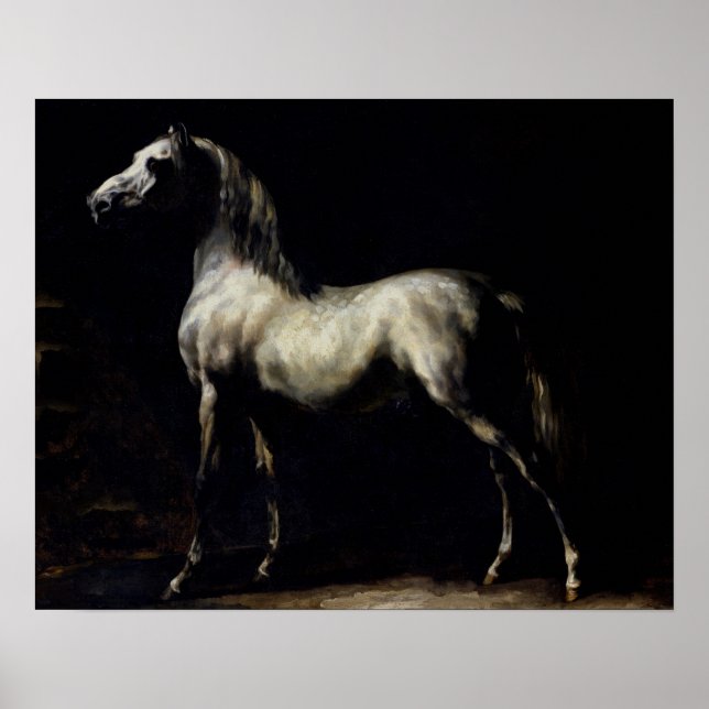 Studie eines Daple Gray Poster (Vorne)