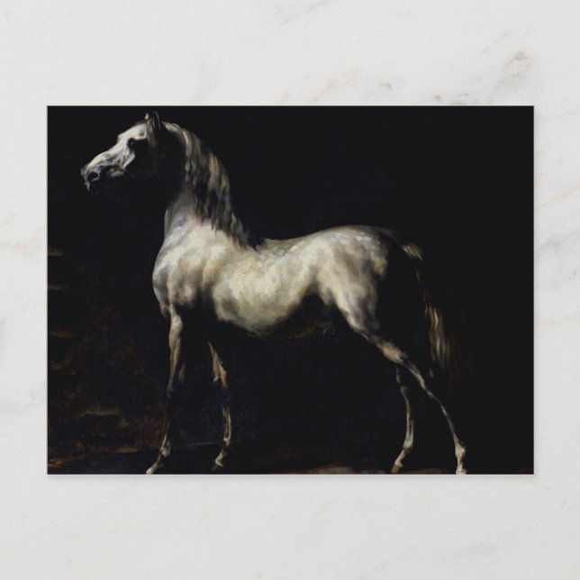 Studie eines Daple Gray Postkarte (Vorderseite)