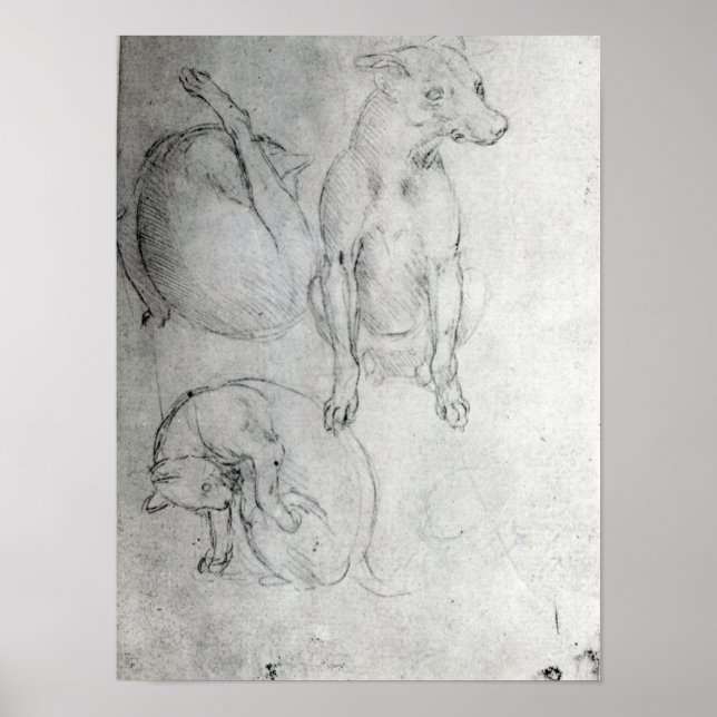 Studie eines Hundes und einer Katze, c.1480 Poster (Vorne)