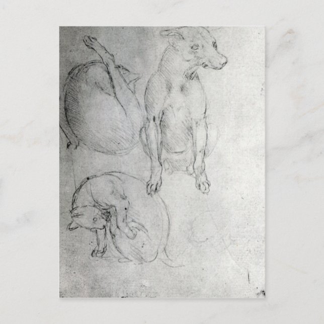 Studie eines Hundes und einer Katze, c.1480 Postkarte (Vorderseite)