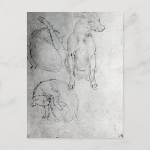 Studie eines Hundes und einer Katze, c.1480 Postkarte