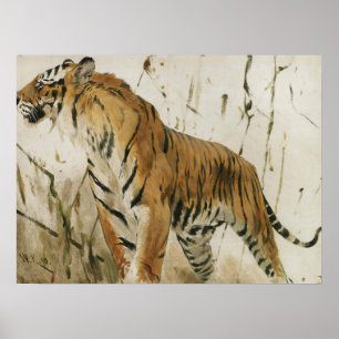 Studie eines Tigers von Wilhelm Kuhnert Poster