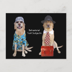 Studie über das Verhalten von Tieren/Labradoren/Hu Postkarte