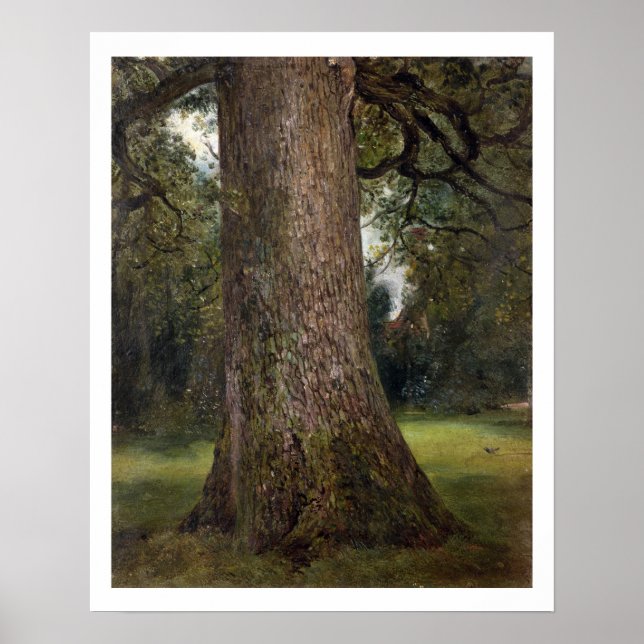 Studie über den Stamm eines Elm Tree, c.1821 (Öl a Poster (Vorne)