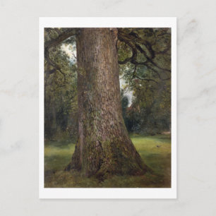 Studie über den Stamm eines Elm Tree, c.1821 (Öl a Postkarte