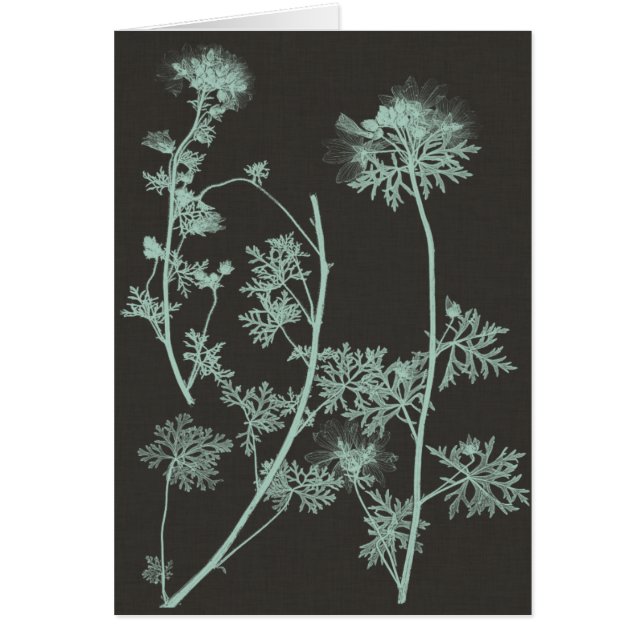 Studie über die Minze und die Kohle - Natur IV (Vorne)