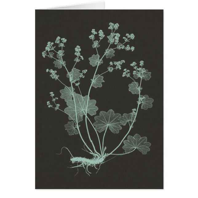 Studie über die Minze- und Kohlenatur I (Vorne)