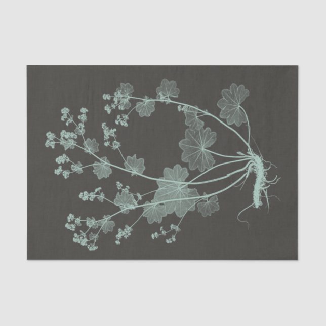 Studie über die Minze- und Kohlenatur I Seidenpapier (Vorderseite)