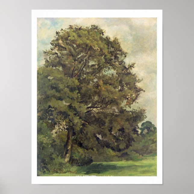 Studie über eine Asche Tree, c.1851 (Öl auf Papier Poster (Vorne)