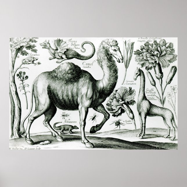 Studie über Tiere und Blume, in Gravur Poster (Vorne)