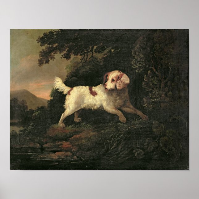 Studie von Clumber Spaniel Poster (Vorne)