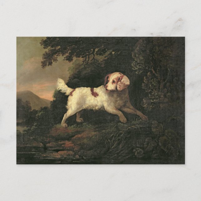 Studie von Clumber Spaniel Postkarte (Vorderseite)