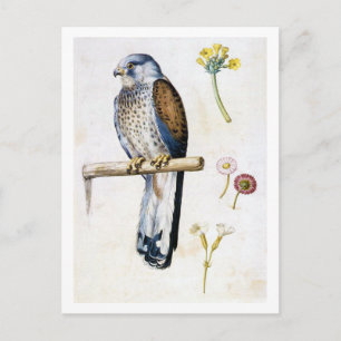 Studie von Kestrel und Blume, Arcimboldo Postkarte