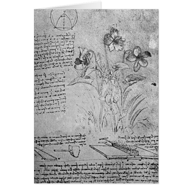 Studien der Viola (Vorne)