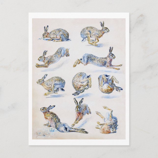 Studien von Wild Hare (Rabbit), Bruno Liljefors Postkarte (Vorderseite)