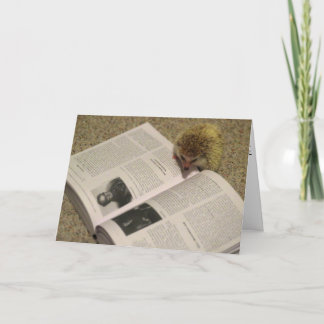 Studieren der Igels-Abschluss-Karte Karte