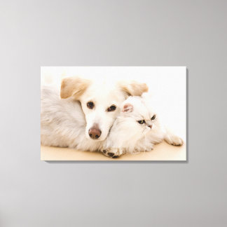 Studio-Aufnahme von Katze und Hund Leinwanddruck