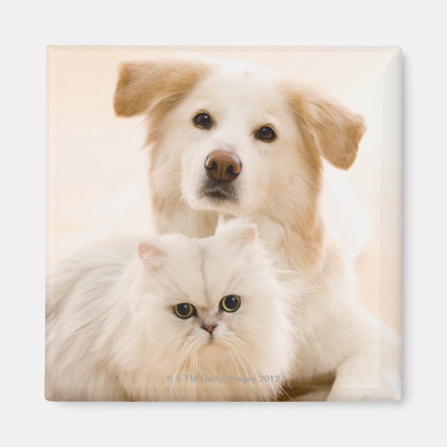 Studio-Aufnahme von Katze und Hund Magnet (Vorne)