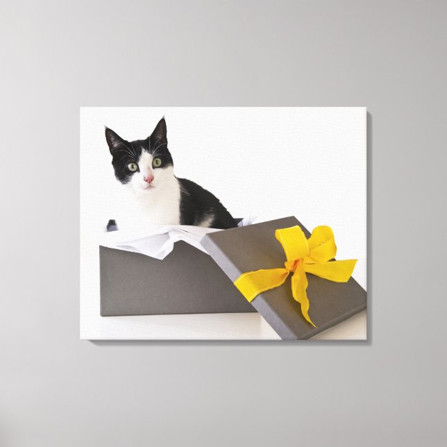 Studio-Aufnahme von Schwarzweiß-Katze in Geschenkb Leinwanddruck (Vorderseite)