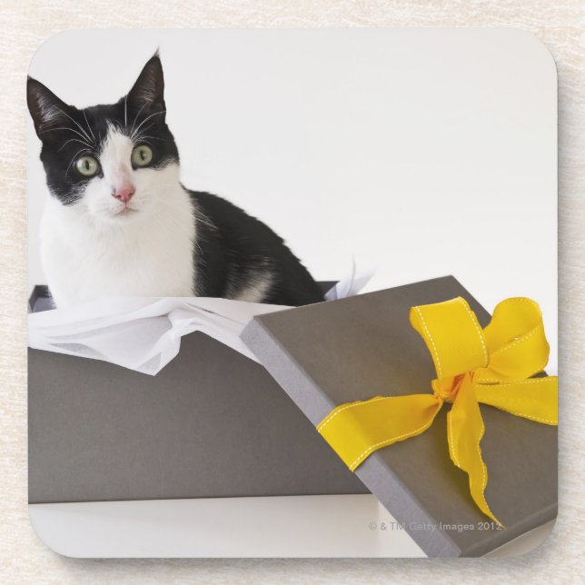 Studio-Aufnahme von Schwarzweiß-Katze in Geschenkb Untersetzer (Vorderseite)