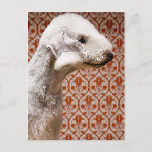 Studio-Foto von Bedlington Terrier Postkarte (Vorderseite)