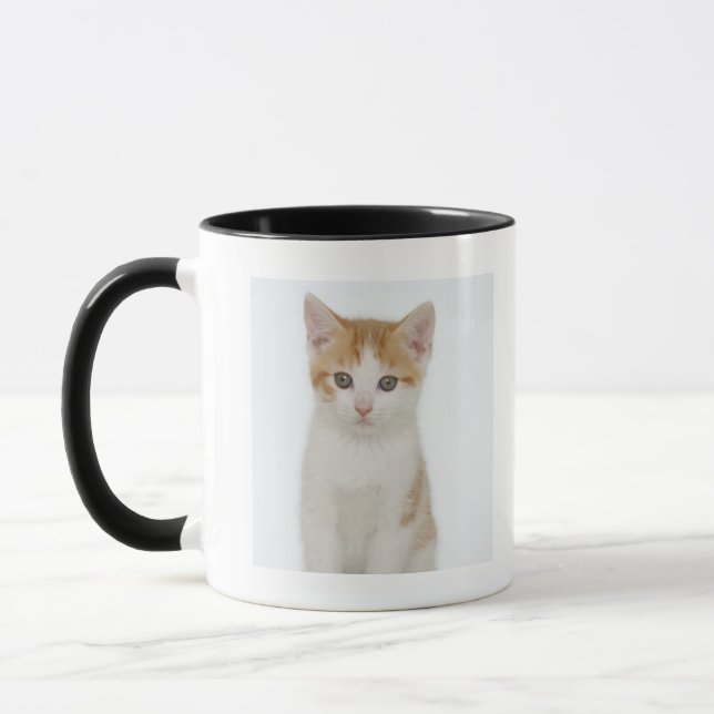 Studio geschossen vom Kätzchen Tasse (Links)