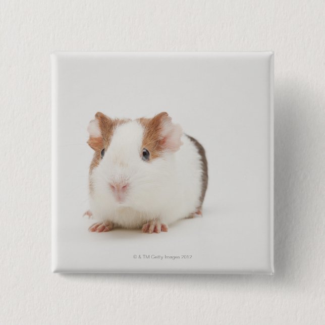 Studio geschossen vom Meerschweinchen Button (Vorderseite)