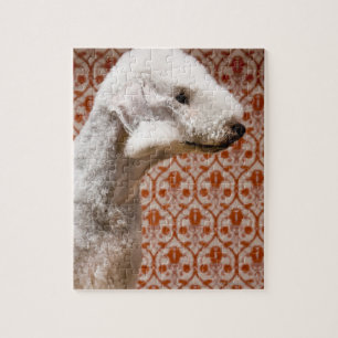 Studio geschossen von Bedlington Terrier Puzzle
