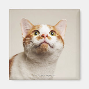 Studio geschossen von der Katze, die oben schaut Magnet