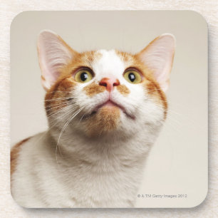 Studio geschossen von der Katze, die oben schaut Untersetzer