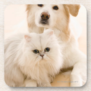 Studio geschossen von der Katze und vom Hund Getränkeuntersetzer
