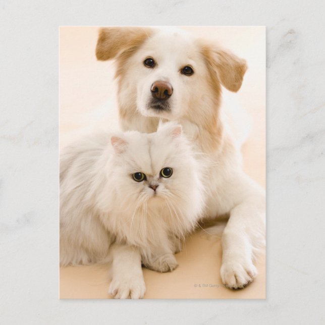 Studio geschossen von der Katze und vom Hund Postkarte (Vorderseite)